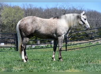 Caballo cuarto de milla, Caballo castrado, 3 años, 140 cm, Tordo