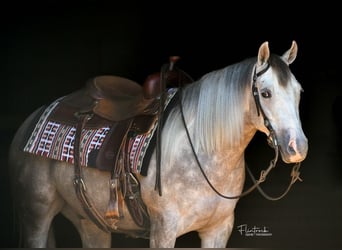 Caballo cuarto de milla, Caballo castrado, 3 años, 140 cm, Tordo