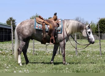 Caballo cuarto de milla, Caballo castrado, 3 años, 140 cm, Tordo