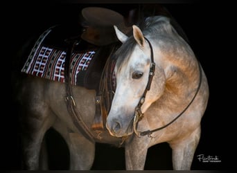 Caballo cuarto de milla, Caballo castrado, 3 años, 140 cm, Tordo