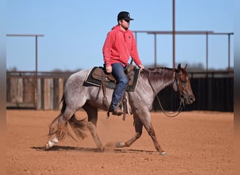 Caballo cuarto de milla, Caballo castrado, 3 años, 142 cm, Ruano alazán