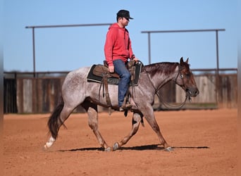 Caballo cuarto de milla, Caballo castrado, 3 años, 142 cm, Ruano alazán
