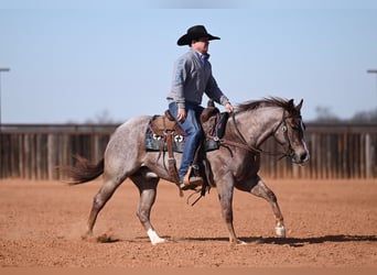 Caballo cuarto de milla, Caballo castrado, 3 años, 142 cm, Ruano alazán