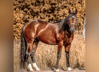 Caballo cuarto de milla, Caballo castrado, 3 años, 143 cm, Castaño