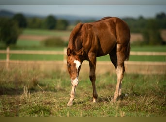 Caballo cuarto de milla, Caballo castrado, 3 años, 144 cm, Alazán