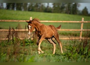 Caballo cuarto de milla, Caballo castrado, 3 años, 144 cm, Alazán