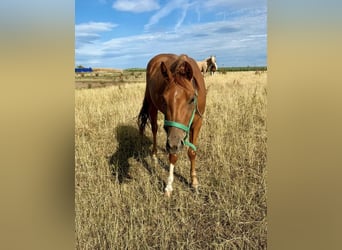 Caballo cuarto de milla, Caballo castrado, 3 años, 144 cm, Alazán