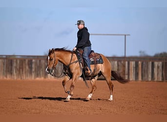 Caballo cuarto de milla, Caballo castrado, 3 años, 145 cm, Bayo