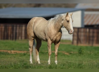 Caballo cuarto de milla, Caballo castrado, 3 años, 145 cm, Palomino