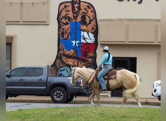 Caballo cuarto de milla, Caballo castrado, 3 años, 145 cm, Palomino