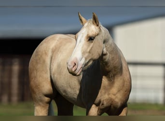 Caballo cuarto de milla, Caballo castrado, 3 años, 145 cm, Palomino