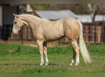 Caballo cuarto de milla, Caballo castrado, 3 años, 145 cm, Palomino