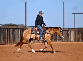 Caballo cuarto de milla, Caballo castrado, 3 años, 145 cm