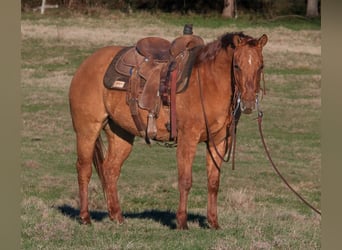 Caballo cuarto de milla, Caballo castrado, 3 años, 145 cm, Red Dun/Cervuno