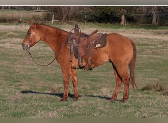 Caballo cuarto de milla, Caballo castrado, 3 años, 145 cm, Red Dun/Cervuno