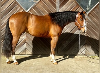 Caballo cuarto de milla, Caballo castrado, 3 años, 146 cm, Castaño