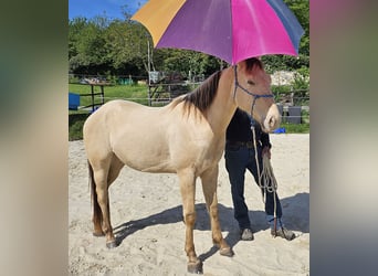 Caballo cuarto de milla, Caballo castrado, 3 años, 146 cm, Champán