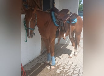 Caballo cuarto de milla, Caballo castrado, 3 años, 147 cm, Alazán
