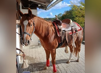 Caballo cuarto de milla, Caballo castrado, 3 años, 147 cm, Alazán-tostado
