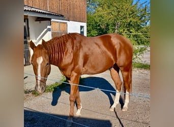 Caballo cuarto de milla, Caballo castrado, 3 años, 147 cm, Alazán-tostado