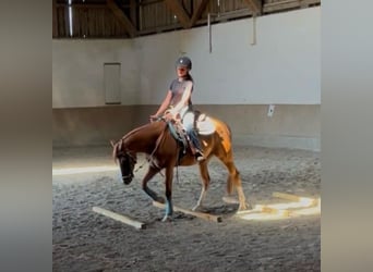 Caballo cuarto de milla, Caballo castrado, 3 años, 147 cm, Alazán-tostado