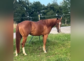 Caballo cuarto de milla, Caballo castrado, 3 años, 147 cm, Alazán-tostado