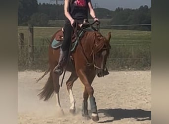 Caballo cuarto de milla, Caballo castrado, 3 años, 147 cm, Alazán-tostado