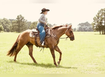 Caballo cuarto de milla, Caballo castrado, 3 años, 147 cm, Bayo