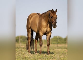 Caballo cuarto de milla, Caballo castrado, 3 años, 147 cm, Bayo