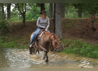 Caballo cuarto de milla, Caballo castrado, 3 años, 147 cm, Bayo