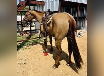 Caballo cuarto de milla, Caballo castrado, 3 años, 147 cm, Bayo