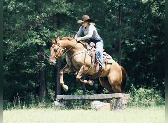 Caballo cuarto de milla, Caballo castrado, 3 años, 147 cm, Bayo
