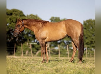 Caballo cuarto de milla, Caballo castrado, 3 años, 147 cm, Bayo