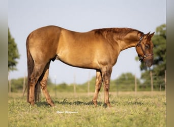 Caballo cuarto de milla, Caballo castrado, 3 años, 147 cm, Bayo
