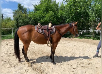 Caballo cuarto de milla, Caballo castrado, 3 años, 147 cm, Castaño rojizo