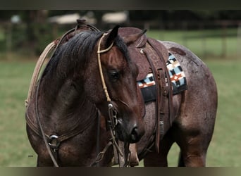 Caballo cuarto de milla, Caballo castrado, 3 años, 147 cm, Castaño-ruano