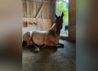Caballo cuarto de milla, Caballo castrado, 3 años, 147 cm, Castaño-ruano