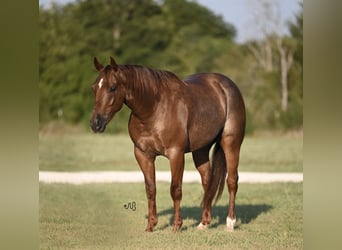 Caballo cuarto de milla, Caballo castrado, 3 años, 147 cm, Ruano alazán