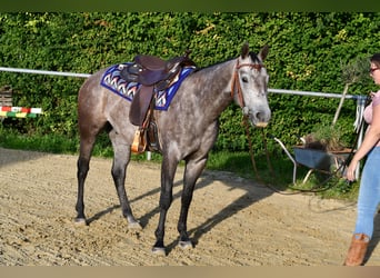 Caballo cuarto de milla, Caballo castrado, 3 años, 147 cm, Tordo rodado