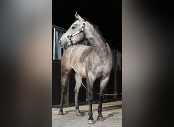 Caballo cuarto de milla, Caballo castrado, 3 años, 147 cm, Tordo rodado