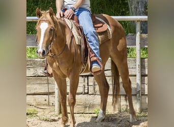 Caballo cuarto de milla, Caballo castrado, 3 años, 148 cm, Alazán