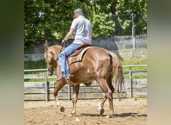 Caballo cuarto de milla, Caballo castrado, 3 años, 148 cm, Alazán