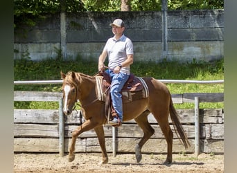 Caballo cuarto de milla, Caballo castrado, 3 años, 148 cm, Alazán