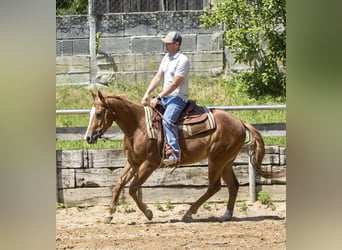 Caballo cuarto de milla, Caballo castrado, 3 años, 148 cm, Alazán