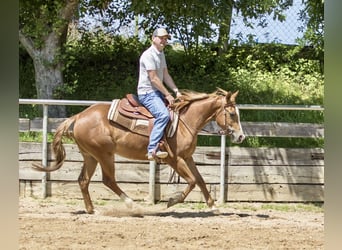 Caballo cuarto de milla, Caballo castrado, 3 años, 148 cm, Alazán