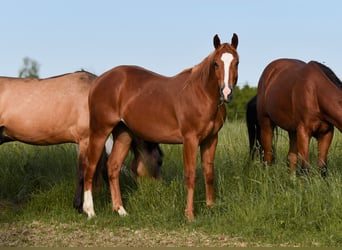 Caballo cuarto de milla, Caballo castrado, 3 años, 148 cm, Alazán