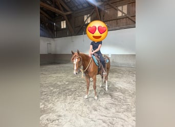 Caballo cuarto de milla, Caballo castrado, 3 años, 148 cm, Alazán