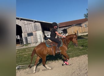 Caballo cuarto de milla, Caballo castrado, 3 años, 148 cm, Alazán
