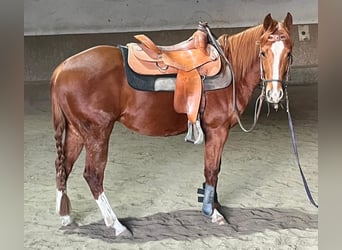 Caballo cuarto de milla, Caballo castrado, 3 años, 148 cm, Alazán-tostado