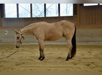 Caballo cuarto de milla, Caballo castrado, 3 años, 148 cm, Buckskin/Bayo